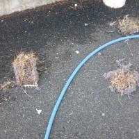 Birds' nests are no match for our air system